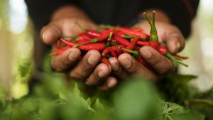 cambodian red chillies